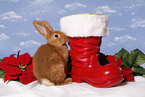 christmas bunny