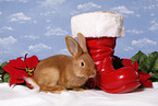 christmas bunny