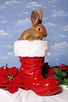 christmas bunny