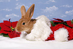 christmas bunny