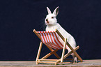 young rabbit