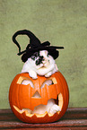 lop-eared rabbit