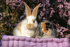 2 rabbits