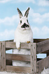 rabbit