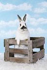rabbit