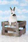 rabbit