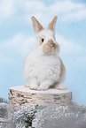 young rabbit