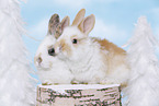 2 young rabbits