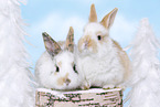 2 young rabbits