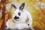 rabbits