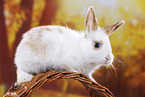 young rabbit