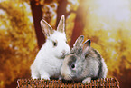 2 young rabbits