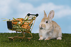 young rabbit