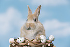young rabbit