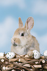 young rabbit