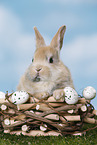 young rabbit