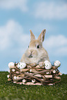 young rabbit