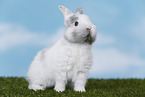 young rabbit