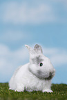 young rabbit