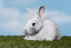 young rabbit