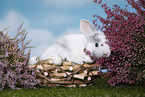 young rabbit