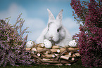 young rabbit