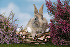 young rabbit