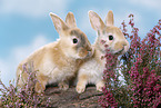 young rabbits