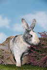 rabbit