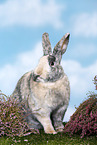rabbit