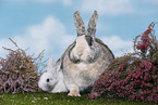 2 rabbits
