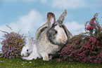 2 rabbits