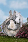 2 rabbits