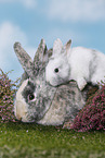 2 rabbits