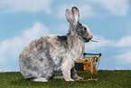 rabbit