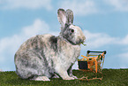 rabbit