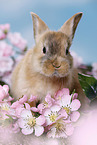 young rabbit