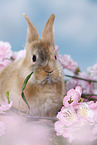 young rabbit