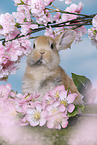 young rabbit