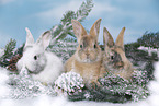 young rabbits