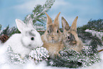 young rabbits