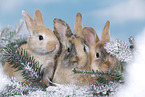 young rabbits