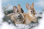 young rabbits