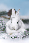 young rabbit