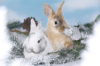 young rabbits