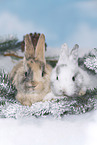 young rabbits