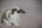 rabbit