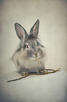 rabbit