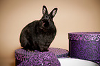 rabbit