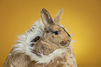 rabbit